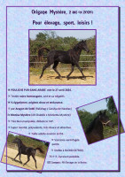 Vente de cheval : Origane Myst�re